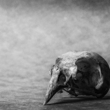 Sparrow