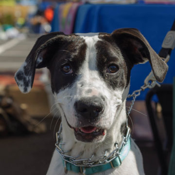 Farmers Market Pooch