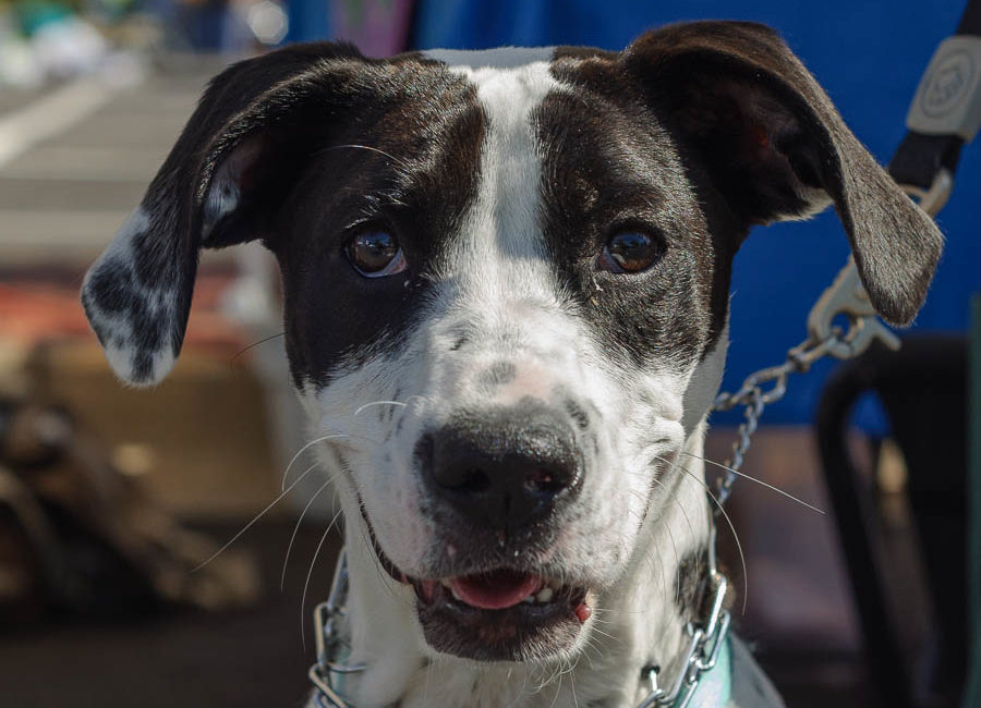 Farmers Market Pooch