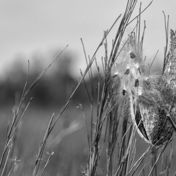 milkweed