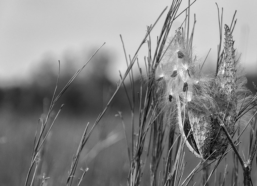 milkweed