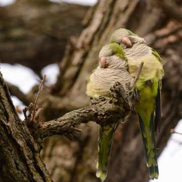 monk parakeets