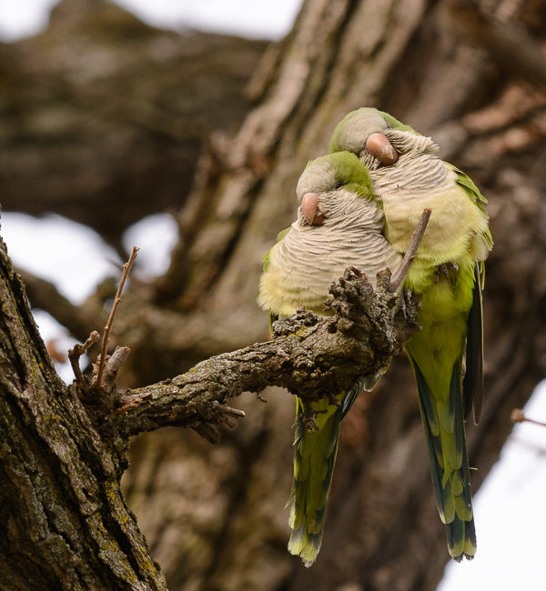 monk parakeets