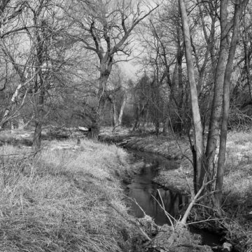 b&w creek in the woods