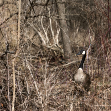 a goose in the woods