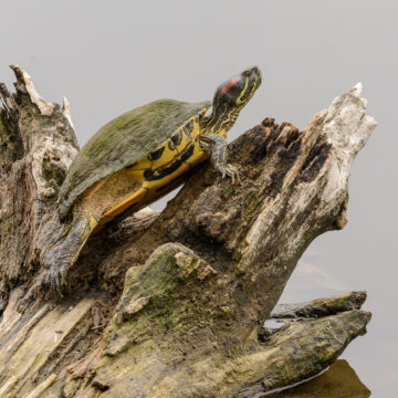 local turtle