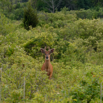 Local Buck