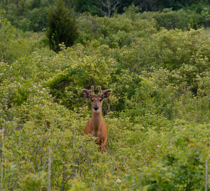 Local Buck