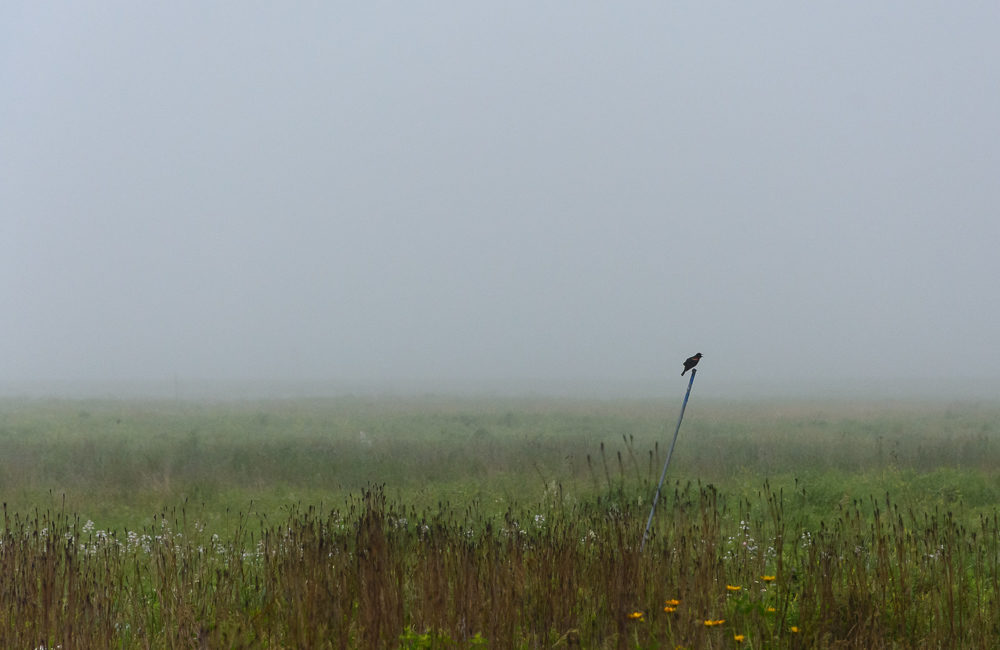 bartel grassland