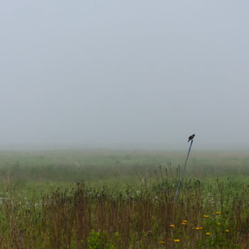 bartel grassland