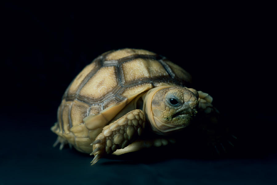 young tortoise