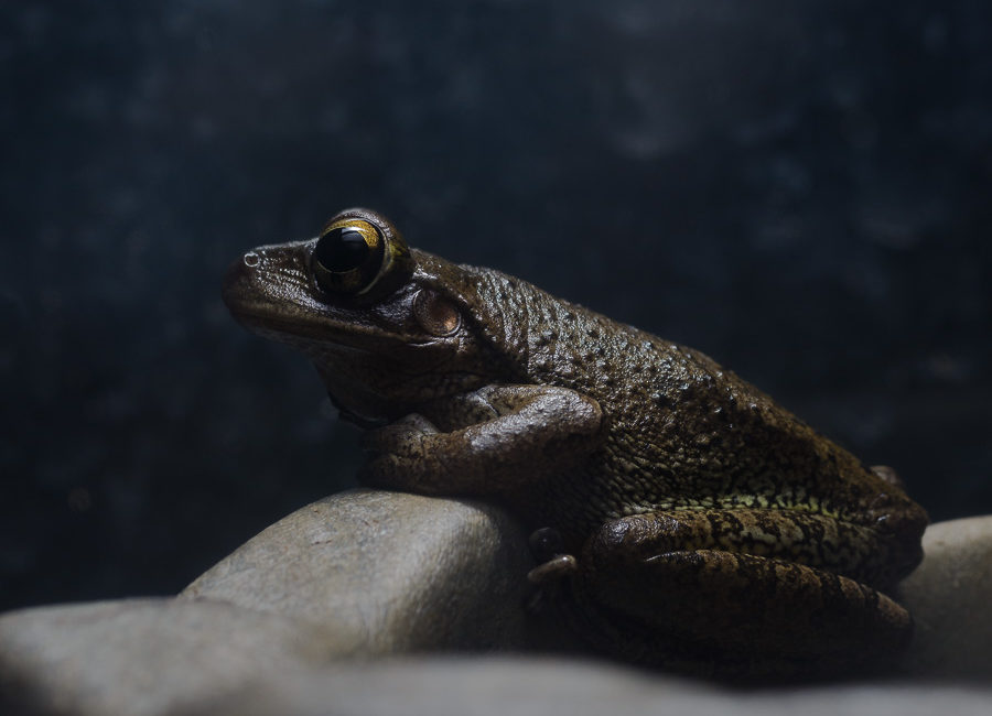 cuban tree frog