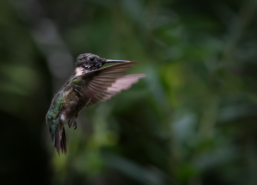molting hummingbird
