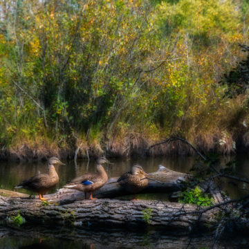 ducks on a log