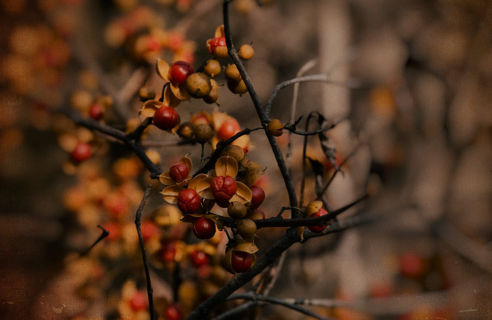 berries