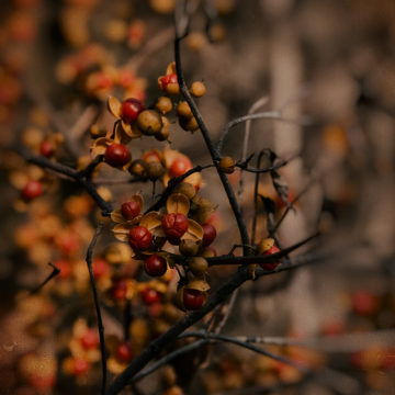 berries