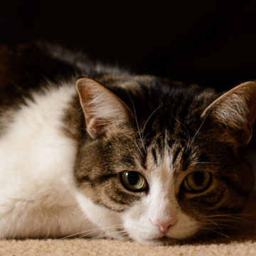 jerry the cat