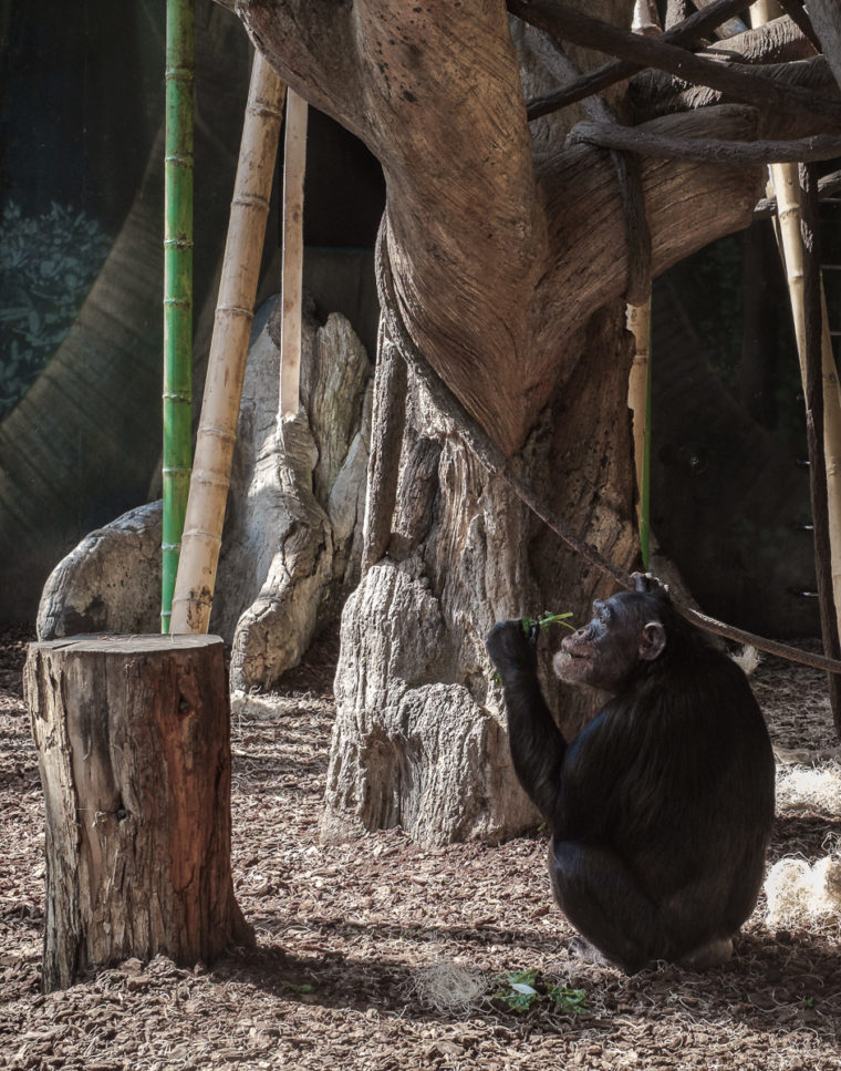 Chimpanzee bird watching