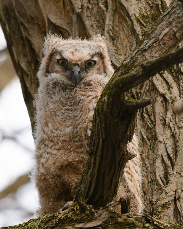 Baby Great Horned Owl