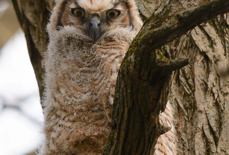 Baby Great Horned Owl