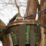 The Great Horned Owl Family