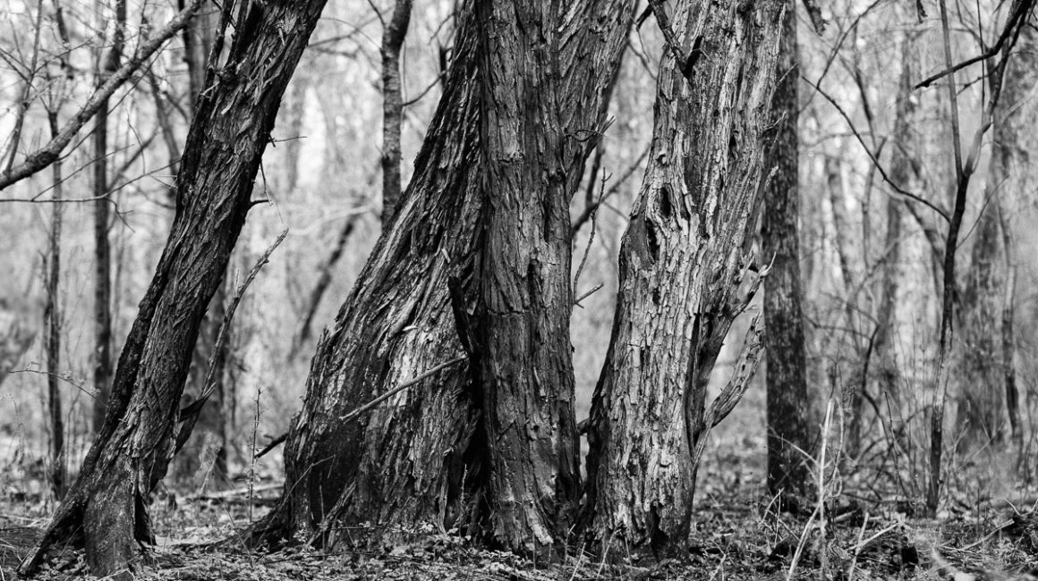 Osage Orange tree