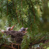 baby Robins