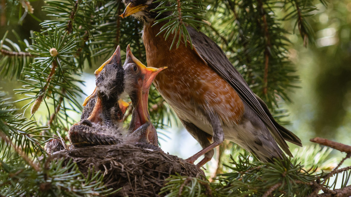 A Robin Family