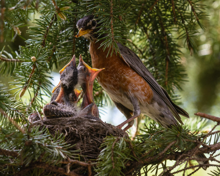 A Robin Family