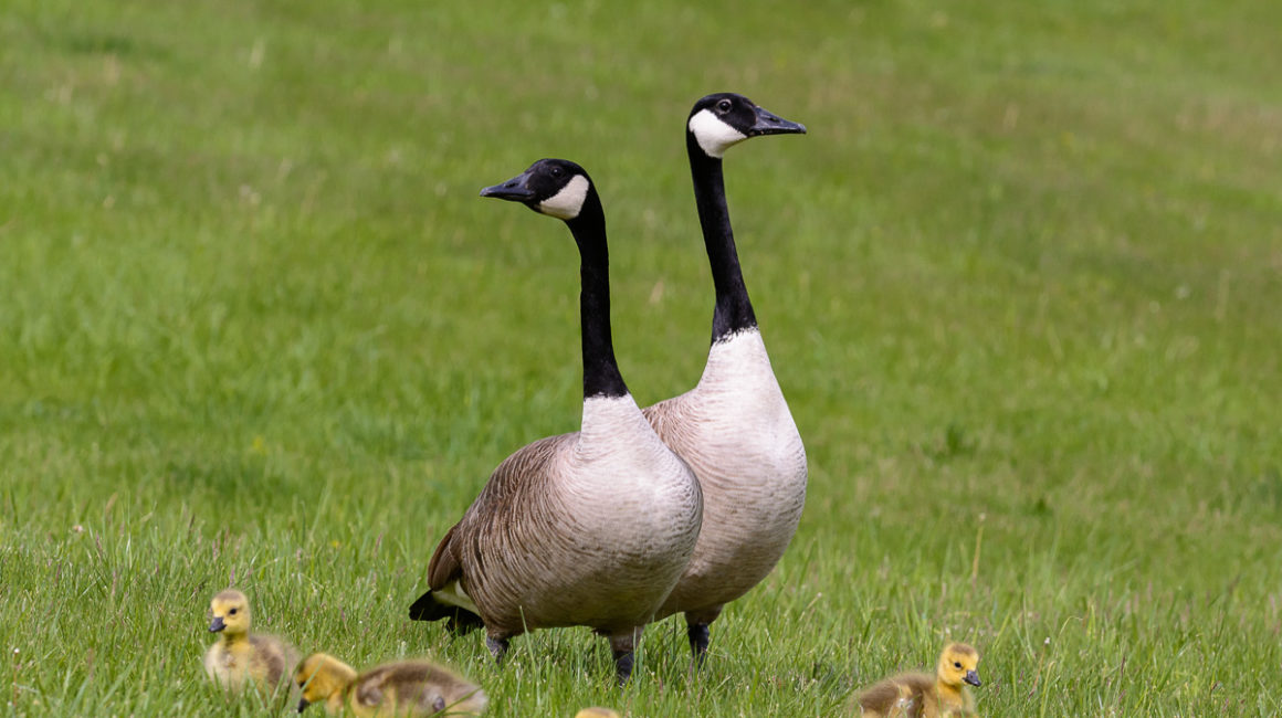 goose family