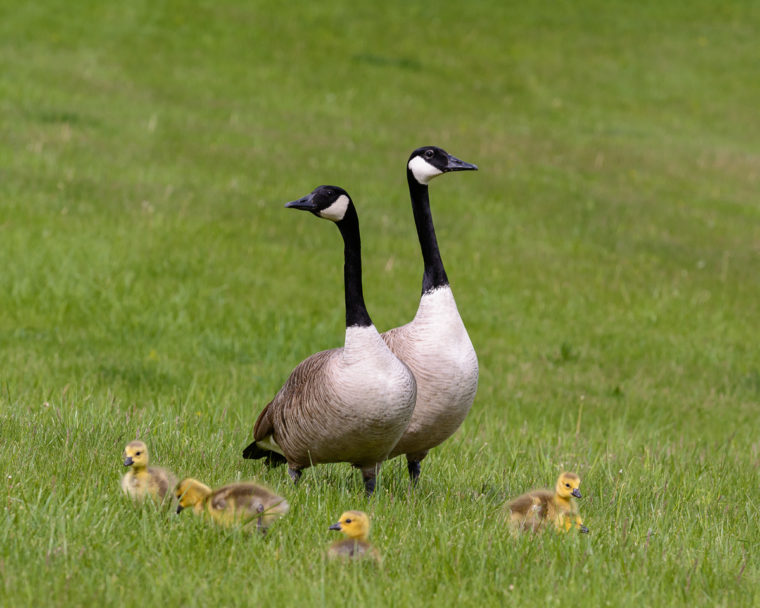 goose family