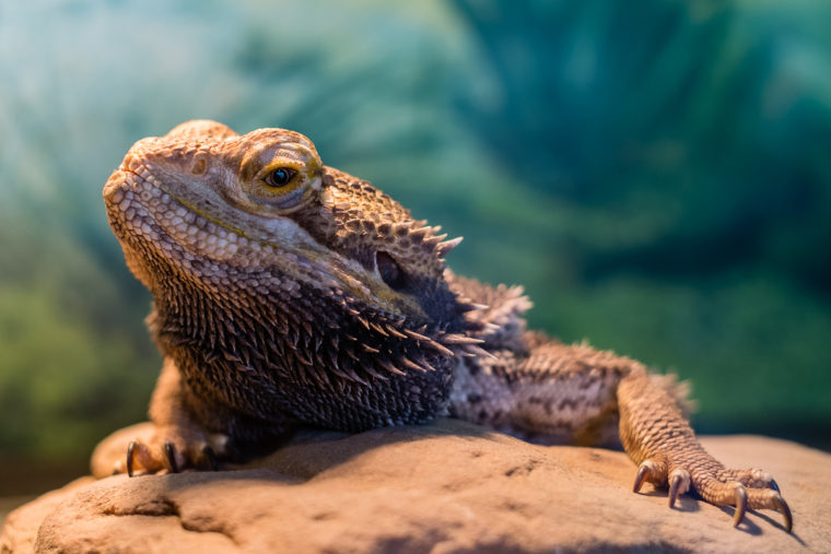 Kramer...My Bearded Dragon