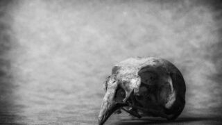Sparrow