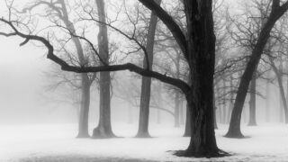 foggy woods