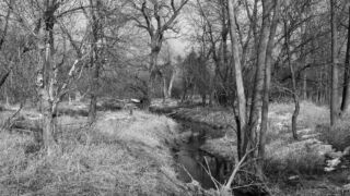 b&w creek in the woods