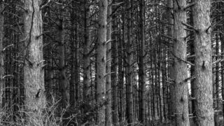 local trees
