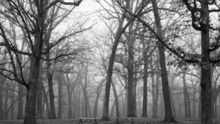 Quiet Time for the Trees