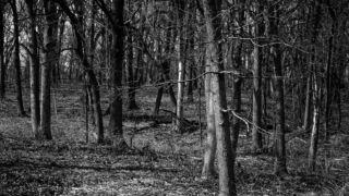 Illinois, Landscape, Pioneer Woods, Places, The Woods, Tree