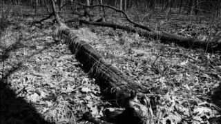 Illinois, Landscape, Pioneer Woods, Places, The Woods, Tree